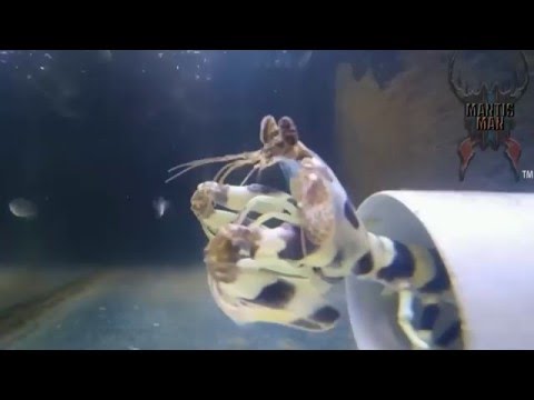 Thug Life - Mantis Shrimp #4
