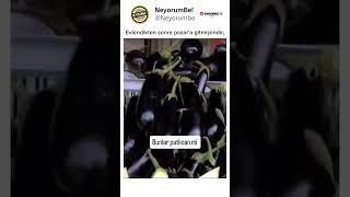 Pazara Gidince Meyve & Sebzelerle Max Tanışmam