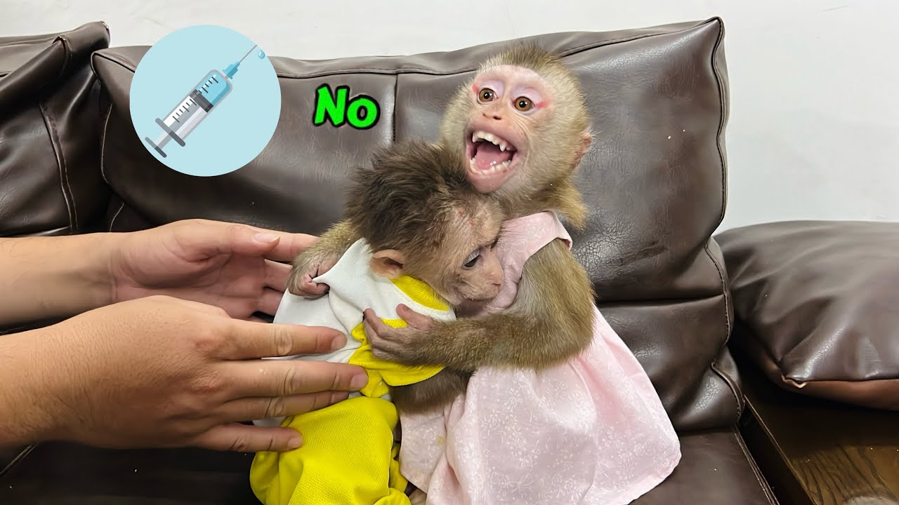 Monkey Tina protects Xuka and does not let Uncle Tuan take Xuka to the doctor.