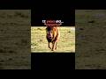 The evolution of scarface lion in the history #viral #shorts #youtube #video