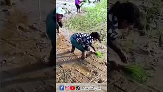 unique idea for creating rice planting distances using simple tools #creative