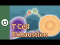 What is t-cell exhaustion? #myeloma