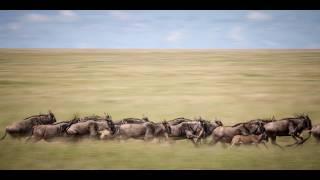 Wildebeest Migration | Mara River Crossing | Tanzania & Kenya