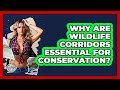 Why Are Wildlife Corridors Essential For Conservation? - The Geography Atlas