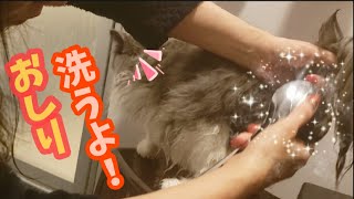 ノルウェージャンフォレストキャットのお世話大変なんですウ〇チ編猫お風呂