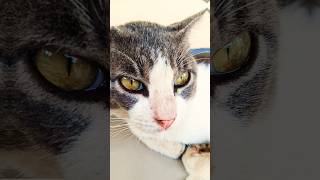 Download Lagu kucing kebelet eek🙀🙀😹 #kabayantengil #kucing #kucinglucu #andisadut93 MP3