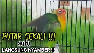 PANCINGAN LOVEBIRD Ngekek Panjang PALING AMPUH, LB Bahan Cepat GACOR Ngetik Mantab Ngekek Panjang