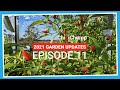 Koray led grow light unboxing chilli winter planning bonchi update 2021e11 garden updates
