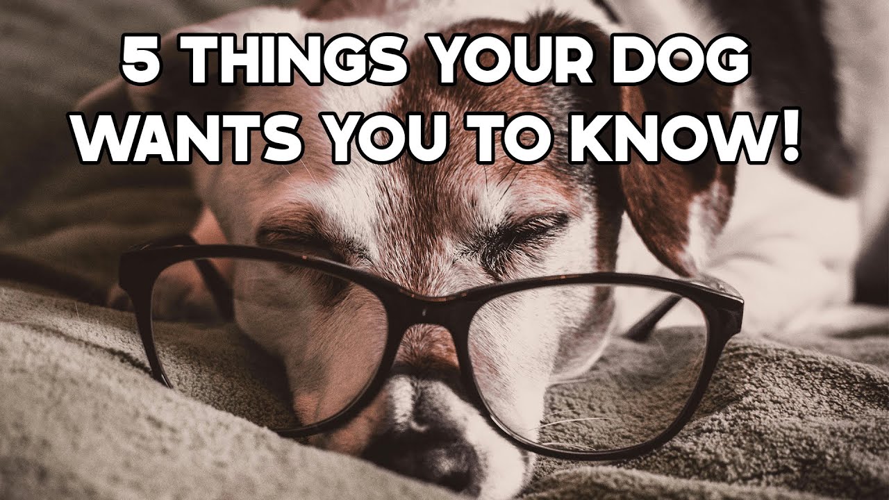 5 Things Your Dog Wants You to Know! (You’ll Be Surprised!) - YouTube