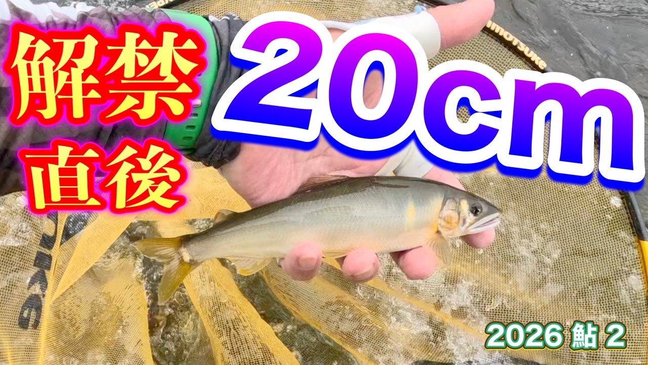 2026 Ayu 2 [20cm Right After Opening] - YouTube