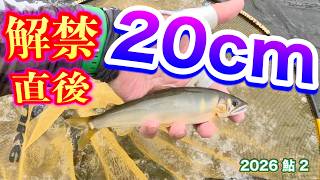 2026 Ayu 2 [20cm Right After Opening]