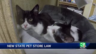 Pet stores can only sell rescued dogs, cats and rabbits under new CA law