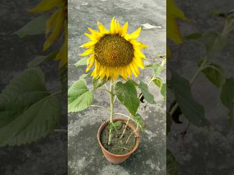 How to grow
