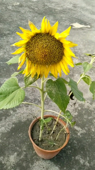 How to grow sunflower from seeds #sunflower #shorts