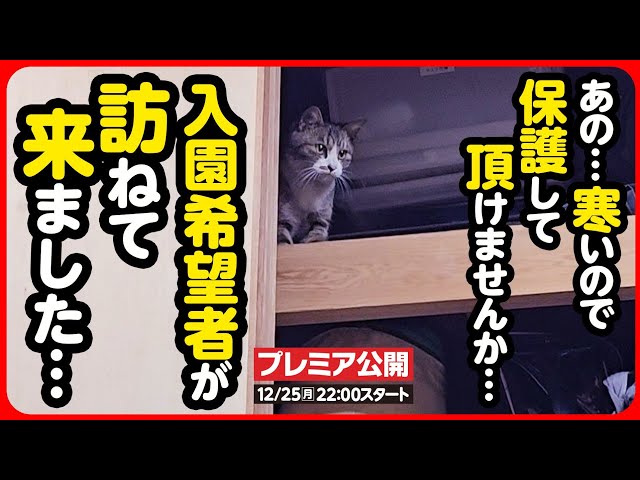 Kitten Rescue] What happens twice happens three times 