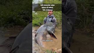 Lele Mekong Atau Ikan Lele Terbesar Di Dunia