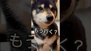 【柴犬】機嫌も天気も悪い😁 #shiba #柴犬 #黒柴