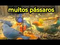 Agora os pássaros estão dentro do galinheiro