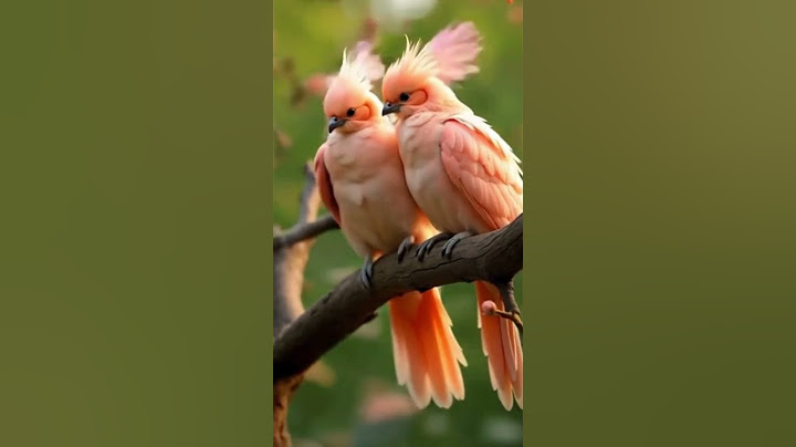 These Coral Birds Will Change How You See Nature! #birds #birdingparadise  #animals #animalshorts