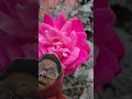 Live highlight শীতের গোলাপ রানী #flowers #lifeisbutadream #love #subscribe #nature #live #2026viral