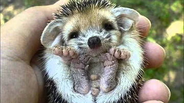 Quantos filhotes têm um porco espinho?