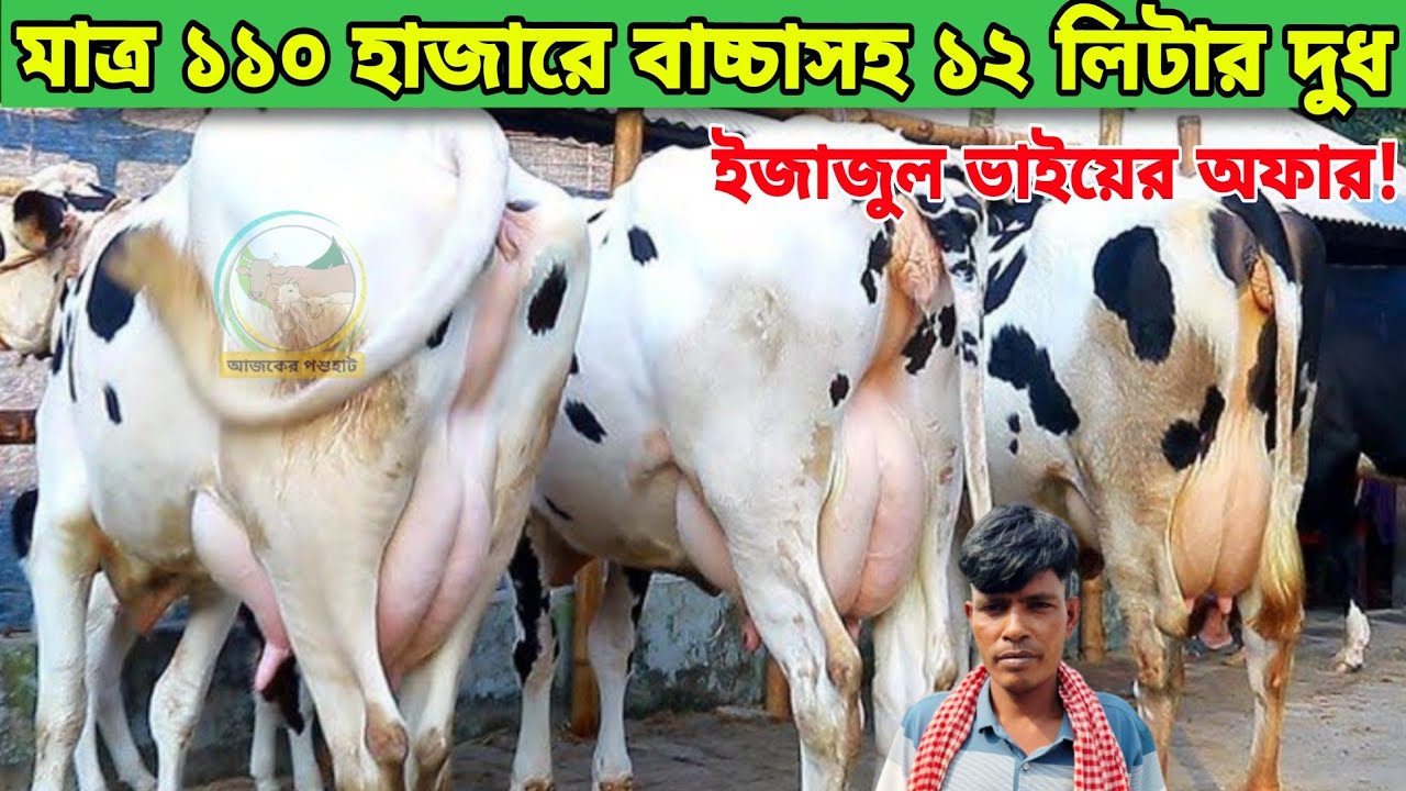 মধু! মাত্র ১১০ হাজারে বাচ্চাসহ ১২ লিটার দুধের অফারের গাভী ও বাচ্চাসহ ২৫ লিটার দুধের গাভী ১৮৫ হাজারে।