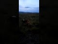 Lion kill ends up grabbed by hyenas