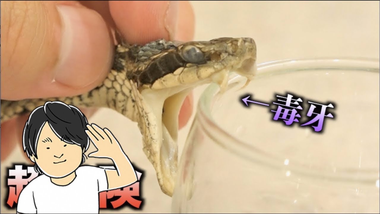 実験 マムシに噛まれたらどれだけヤバイかわかる動画 Youtube