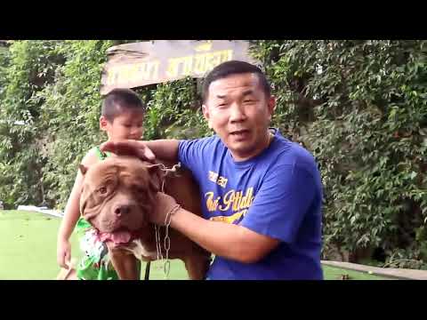 เยี่ยมฟาร์มพิทบูลระดับประเทศ ตอนที่ 2 พูดคุยกับเจ้าพ่อบั๊ฟด็อกเมืองไทย#FIGHTERFARM