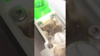 Prueba de reinero con Camponotus Blandus