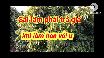 Những sai lầm của bà con trong quy trình làm hoa trên cây vải. KT Nông Nghiệp