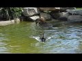 Worlds bravest duck plays with Sumatran tiger for fun!