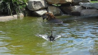 Bebek paling berani di dunia bermain dengan harimau sumatera untuk bersenang-senang!