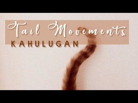 Video: 5 Mga Paraan Upang Makatulong Sa Isang Itago Na Pusa