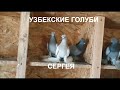 Узбекские Голуби Сергея обзор.Sergey's Uzbek Pigeons review.