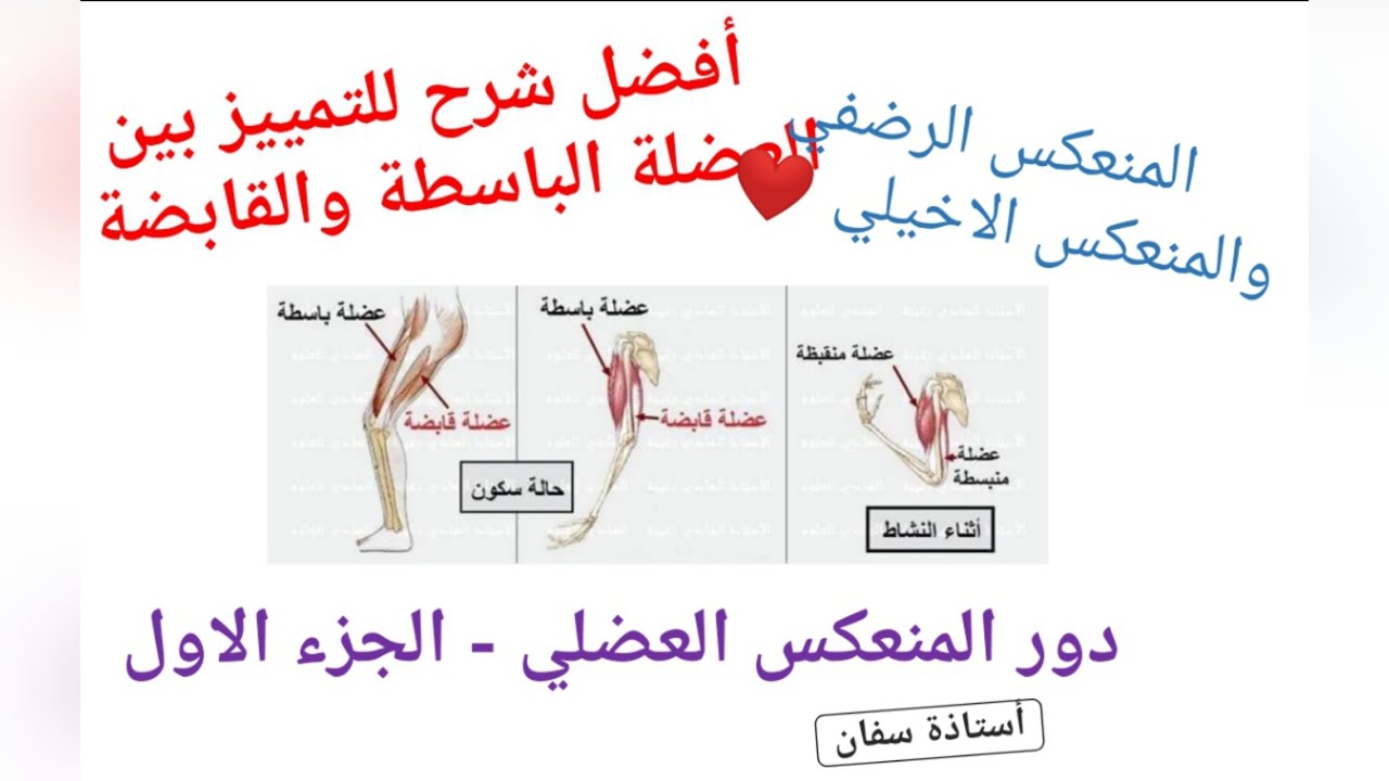 أحسن شرح للتمييز بين بين العضلة الباسطة والقابضة ✌❤ المنعكس العضلي 👌 المنعكس الرضفي والاخيلي 😊