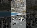 #kingpenguin #penguin #birds #birdsong #birdwatching #beachlife #animals #animal #natureza #nature