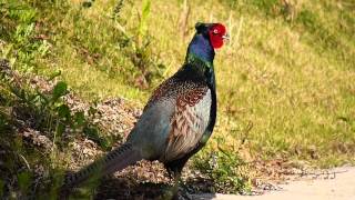 『国鳥　キジ』　（National bird : Pheasant)