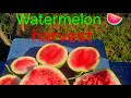 Harvestin’ the Juiciest of the Crop watermelon harvest! #fruit #watermelon #garden #gardening