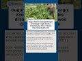 Kronologi Kades di Lampung Timur Tewas Diserang Gajah Liar: Meninggal saat Lindungi Warga