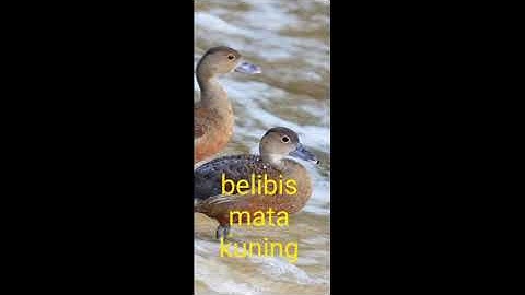 Belibis mata kuning