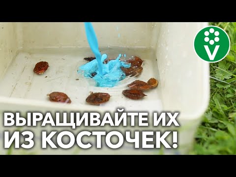 ПЕРСИКИ И АБРИКОСЫ В СРЕДНЕЙ ПОЛОСЕ РАСТИМ ИЗ КОСТОЧЕК! И вот почему!