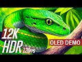 Color burst dolby visionr 12k 120fps oled demo