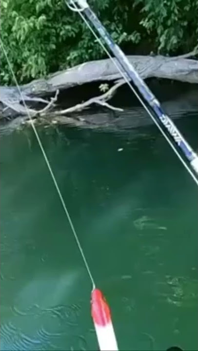 MASSIVE CATFISH EATS BIG TOPWATER BAIT!