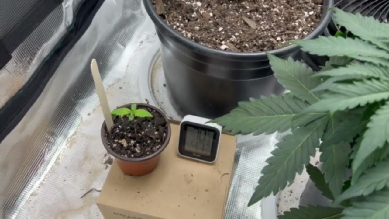 Top Dressing our AutoFlowers! Update on the Girls outside. Dr Earths