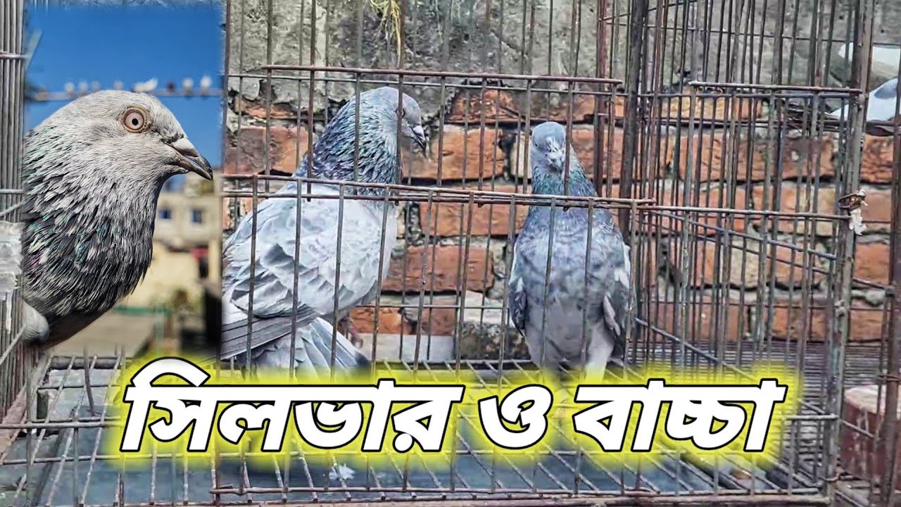 অনেক দিন পরে নিয়ে এলাম সেল পোস্ট - 01640730279