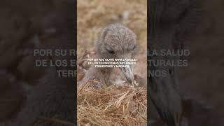 DÍA DE LA TIERRA • Un llamado urgente para PROTEGER Y RESTAURAR la vida silvestre