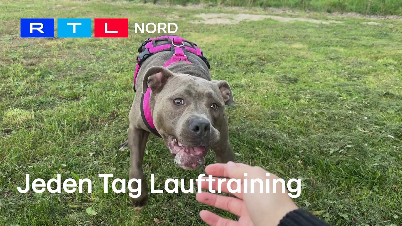 Hündin Neele leidet an Ataxie