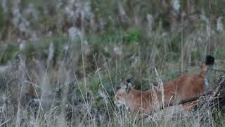 Eurasian lynx Lahemaa NP, Estonia