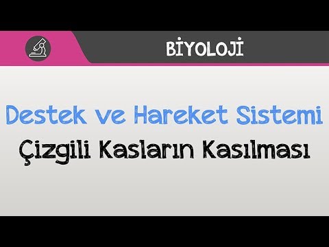 İnsan Fizyolojisi / Destek ve Hareket Sistemi - Çizgili Kasların Kasılması